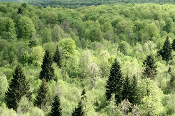 trees and forest