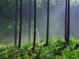 trees and forest