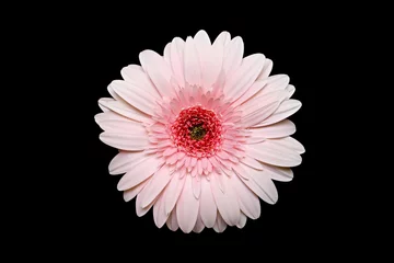 Crédence de cuisine en verre imprimé Gerbera pink gerbera daisy
