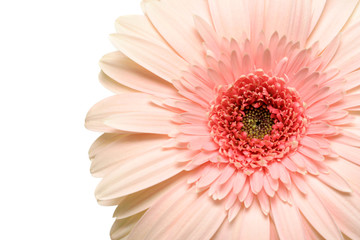 Fototapeta na wymiar różowy kwiat