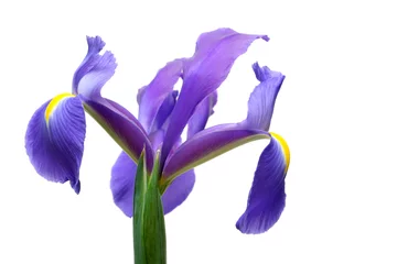 Photo sur Plexiglas Iris Iris hollandais sur blanc