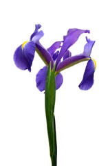 Crédence de cuisine en plexiglas Iris dutch iris