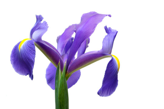 Dutch Iris Over White