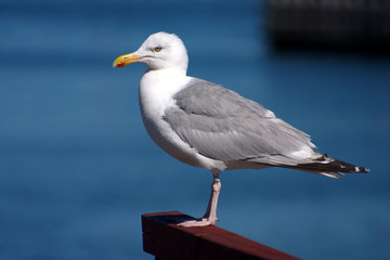 bird seagull