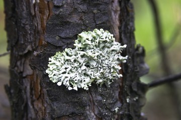lichen