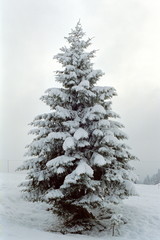 schneetreiben