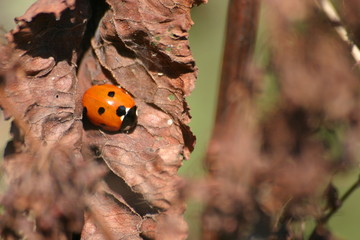 marienkäfer