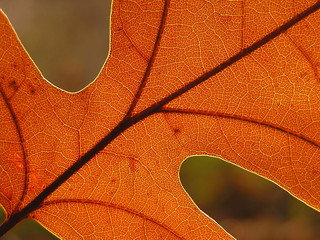 oak leaf