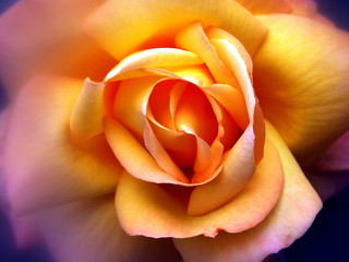 yellow rose