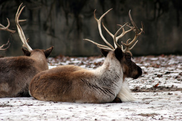 multiple reindeer laying in the snow