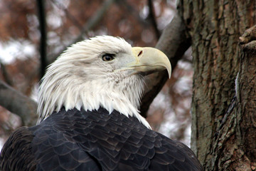 american bald eagle