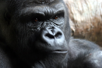 portrait of a male gorilla