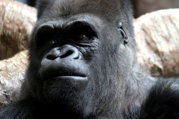 male gorilla