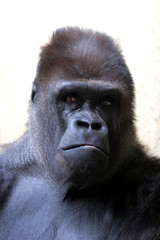 portrait of gorilla