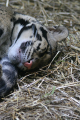 jaguar cub laying in straw