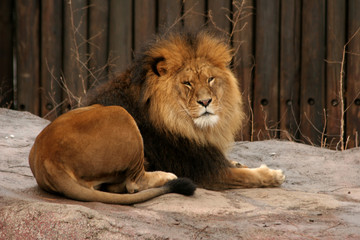 male lion laying on the ground