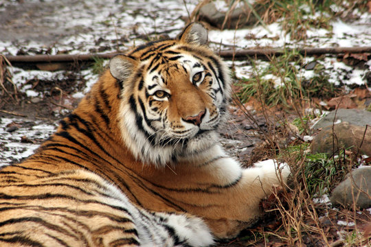 bengal tiger lying down on the ground