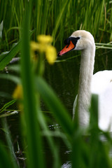 swans