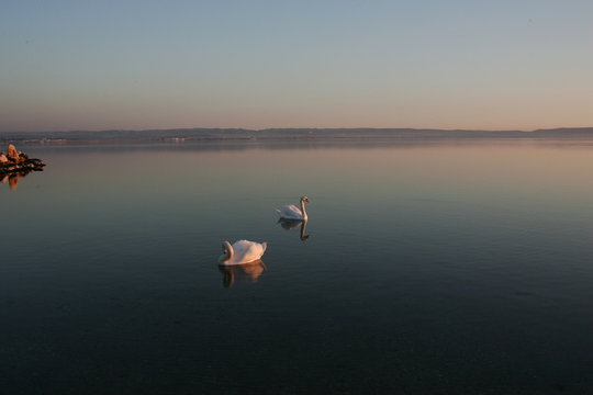 cygne 9