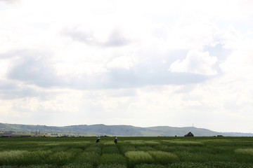 Fototapeta na wymiar agricultural field