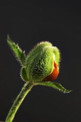 red poppy bud