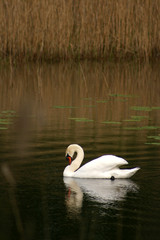swans