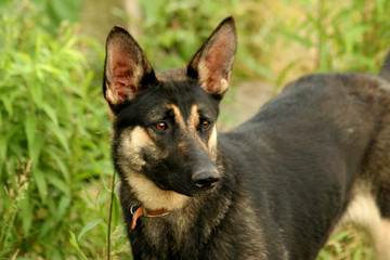 german sheppard dog/puppy