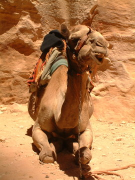 camel, petra, jordan