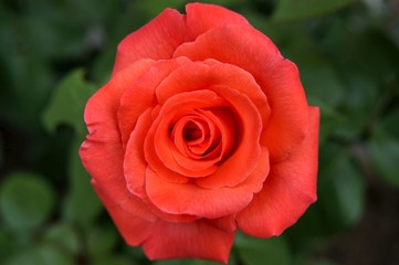 red rose