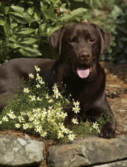 flowers and chocolate