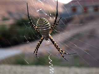 spider in my garden