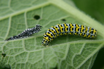 raupe des königskerzenmönchs