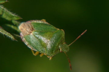 grüne stinkwanze