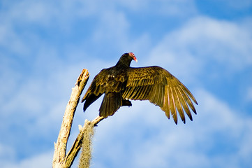turkey vulture sunning
