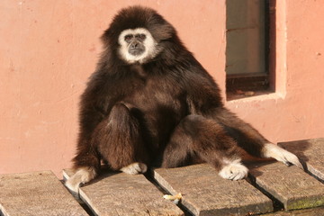 gibbon lar
