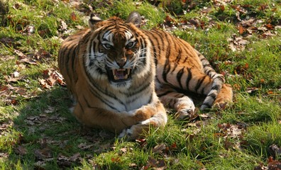 Fototapeta na wymiar tigre de sibérie