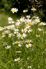 camomile