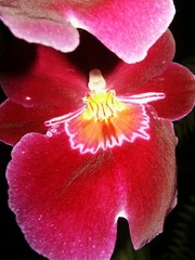 orchideé