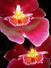 orchideé