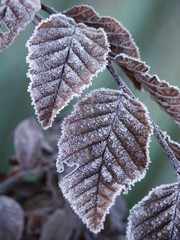 frost