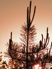 pine  sunset