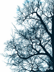 frost tree
