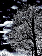 tree   cloud  winter