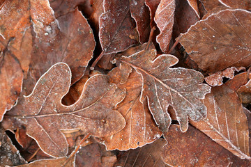winter leaves