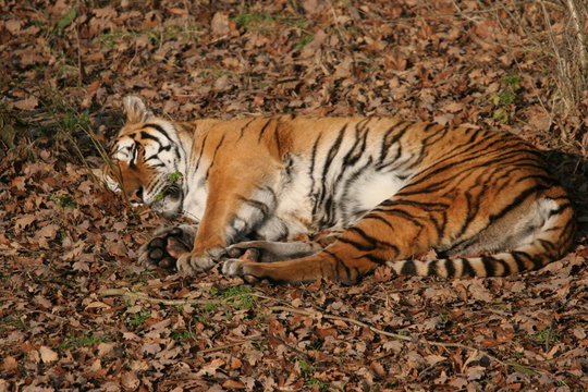 tigre du bengale dormant