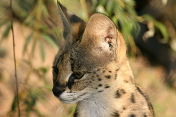 serval