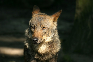 iberischer wolf