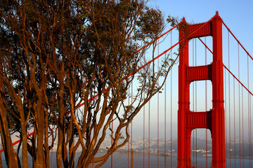 golden gate bridge and tree