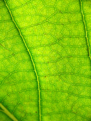 Fototapeta na wymiar leaf closeup