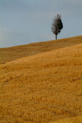 ein baum